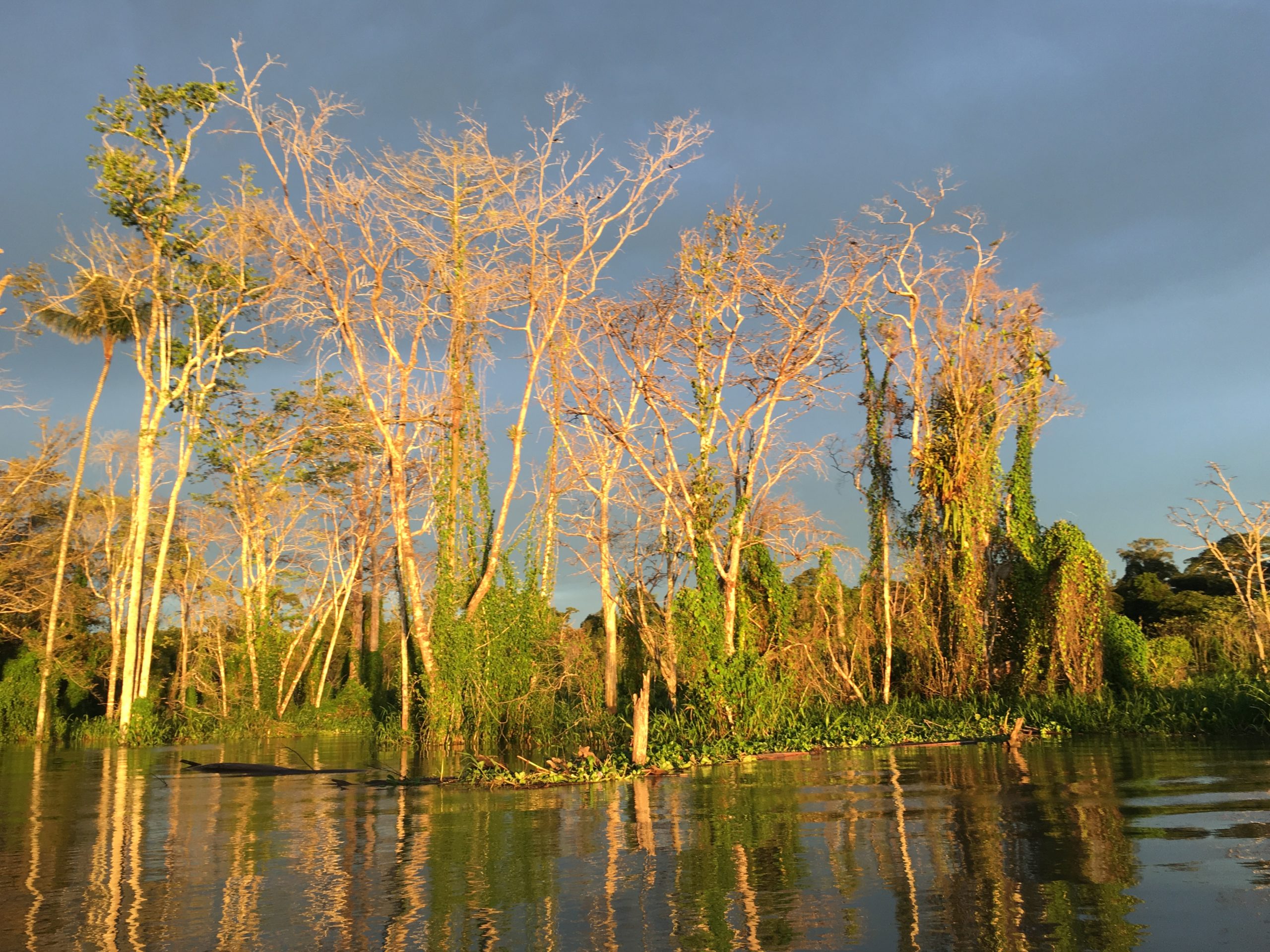The Amazon in Peru